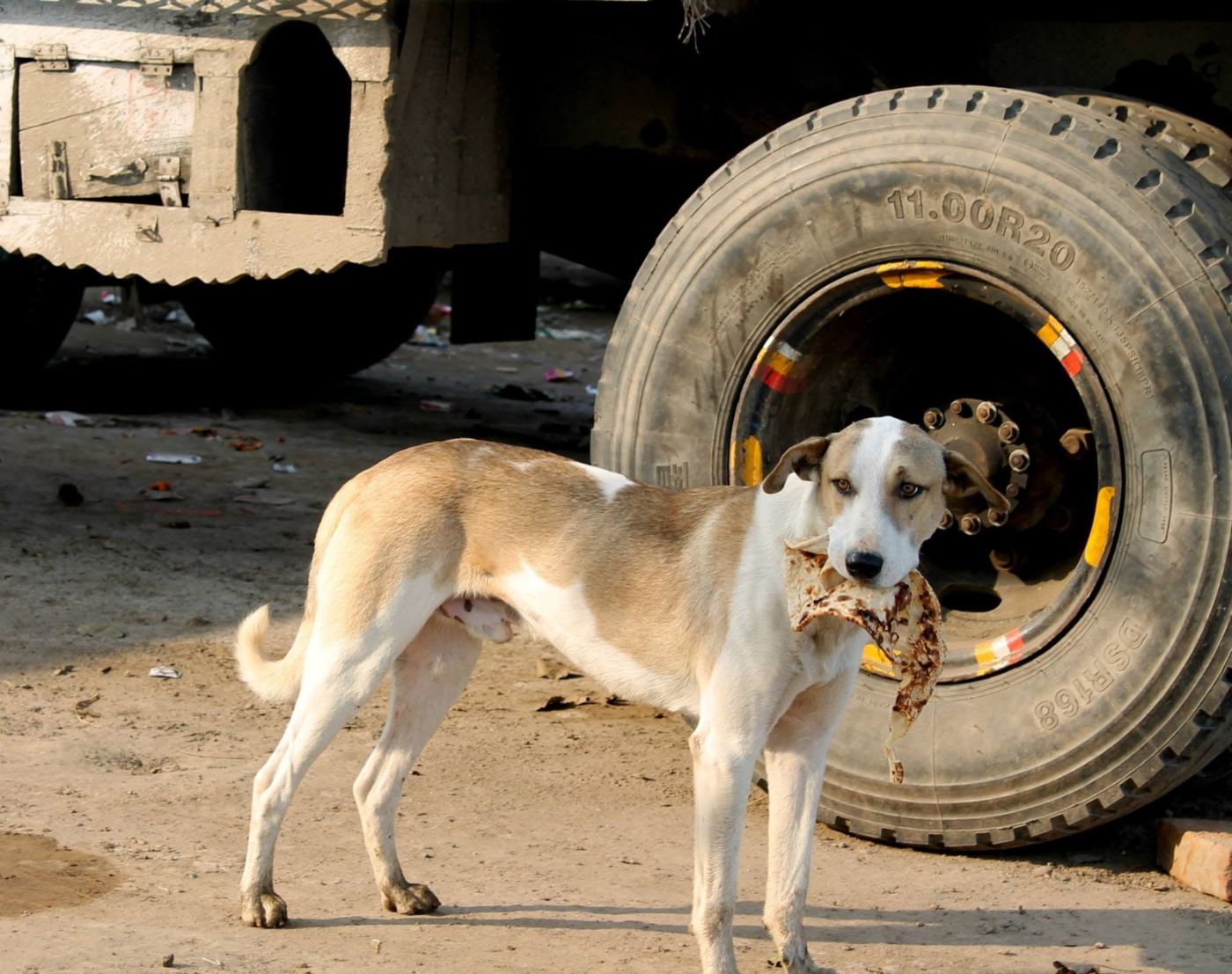 a dog carries the bread past a truck tyre taller than he is.