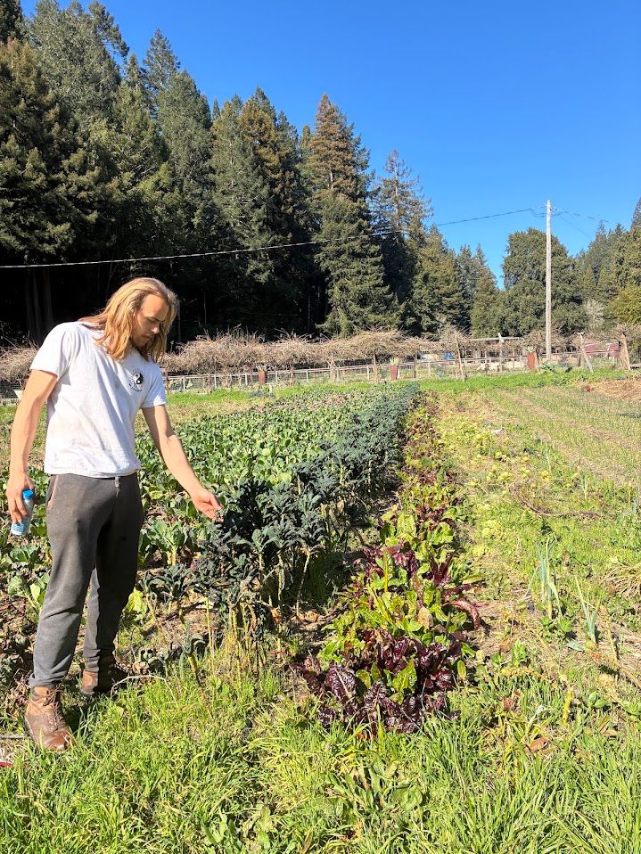 Cameron Lilly bending over a row of kale, redwoods behind