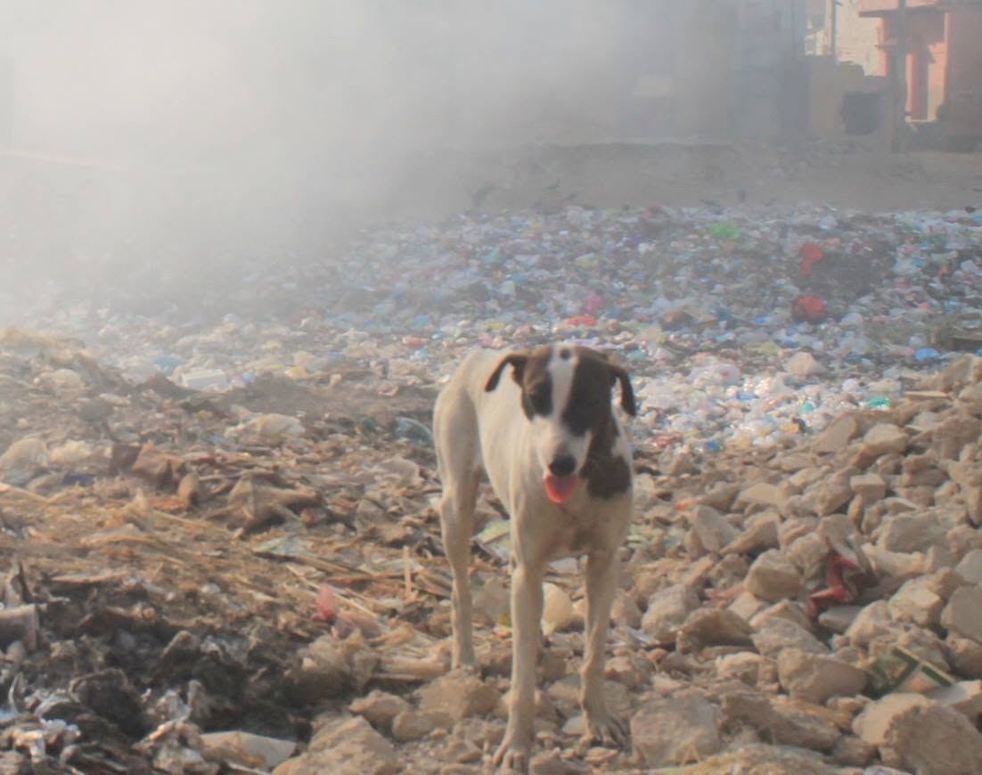 haze, rubble, and a dog standing in the middle of it.