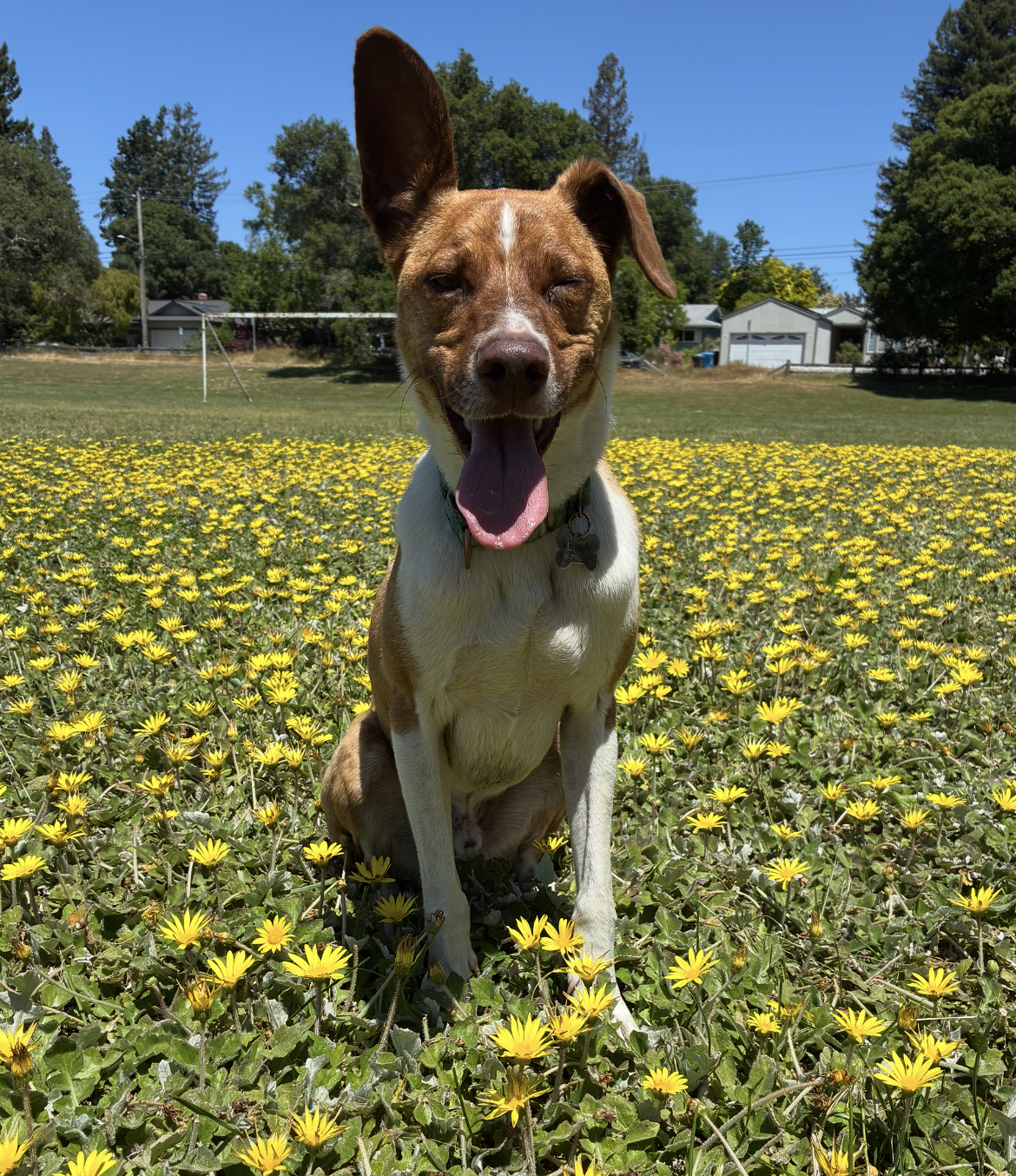 Luka in the flowers