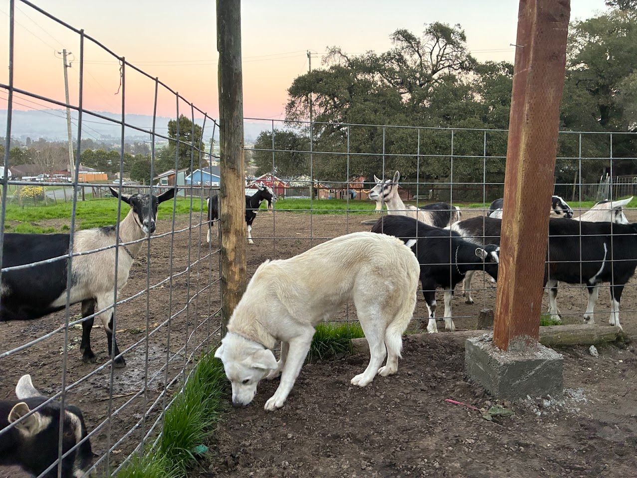 A white livestock guardian dog among the goats at dusk