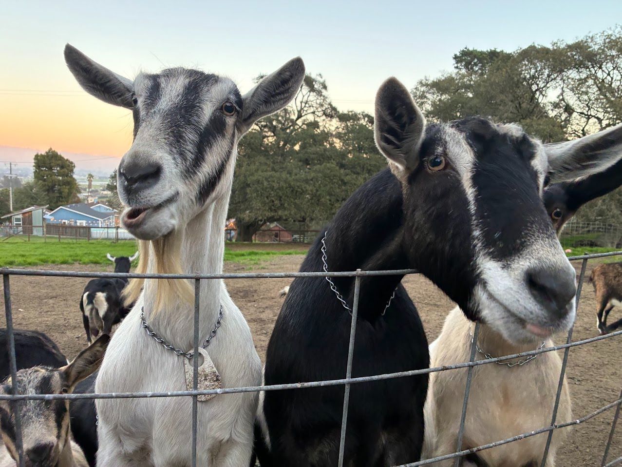 Two goats at the fence, one bleating, Petaluma hills behind