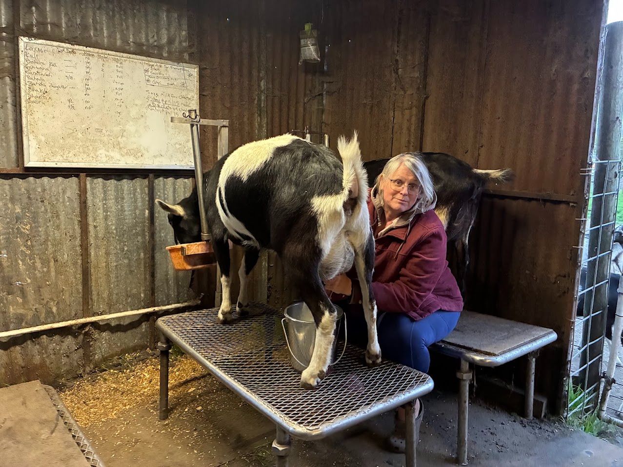 Mangala milking a goat in the corrugated-iron shed, the herd board behind her