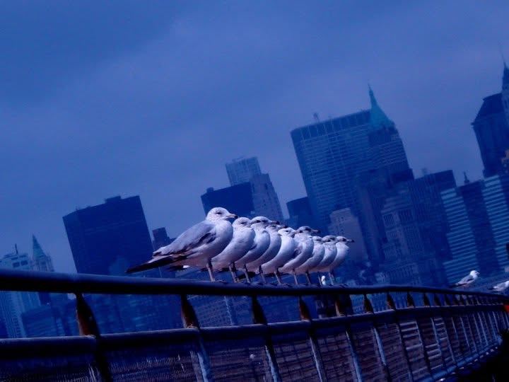 eight pigeons, in order, holding the skyline.